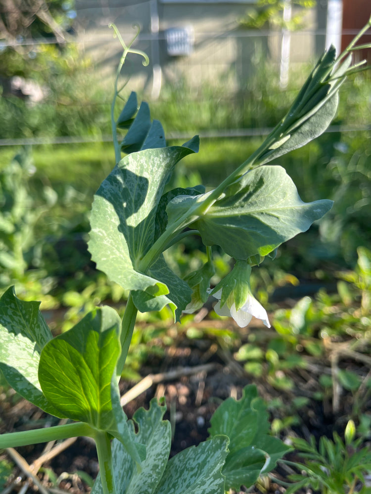 Pea, Lincoln Shelling