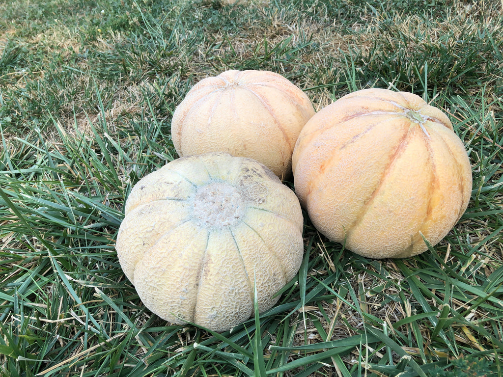 Melon, Oka – Snake River Seed Cooperative