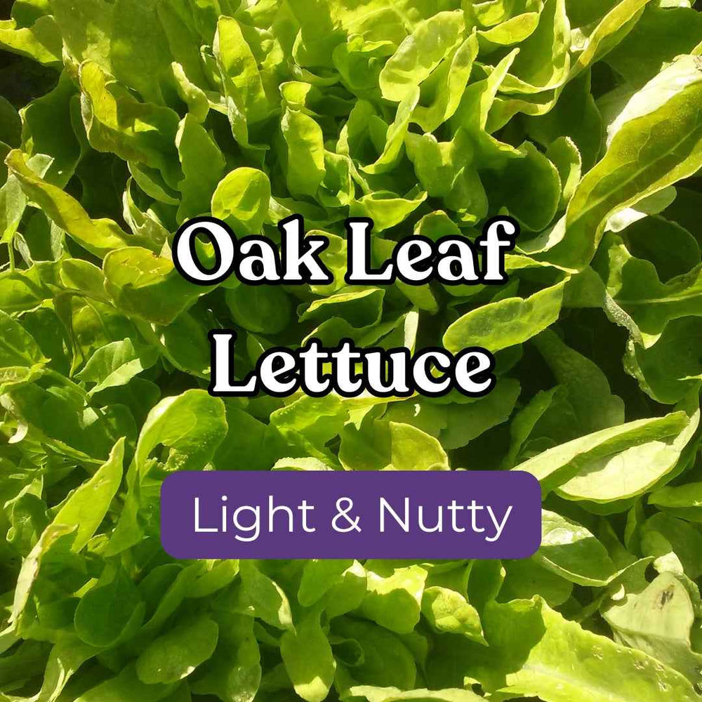Lettuce – Snake River Seed Cooperative