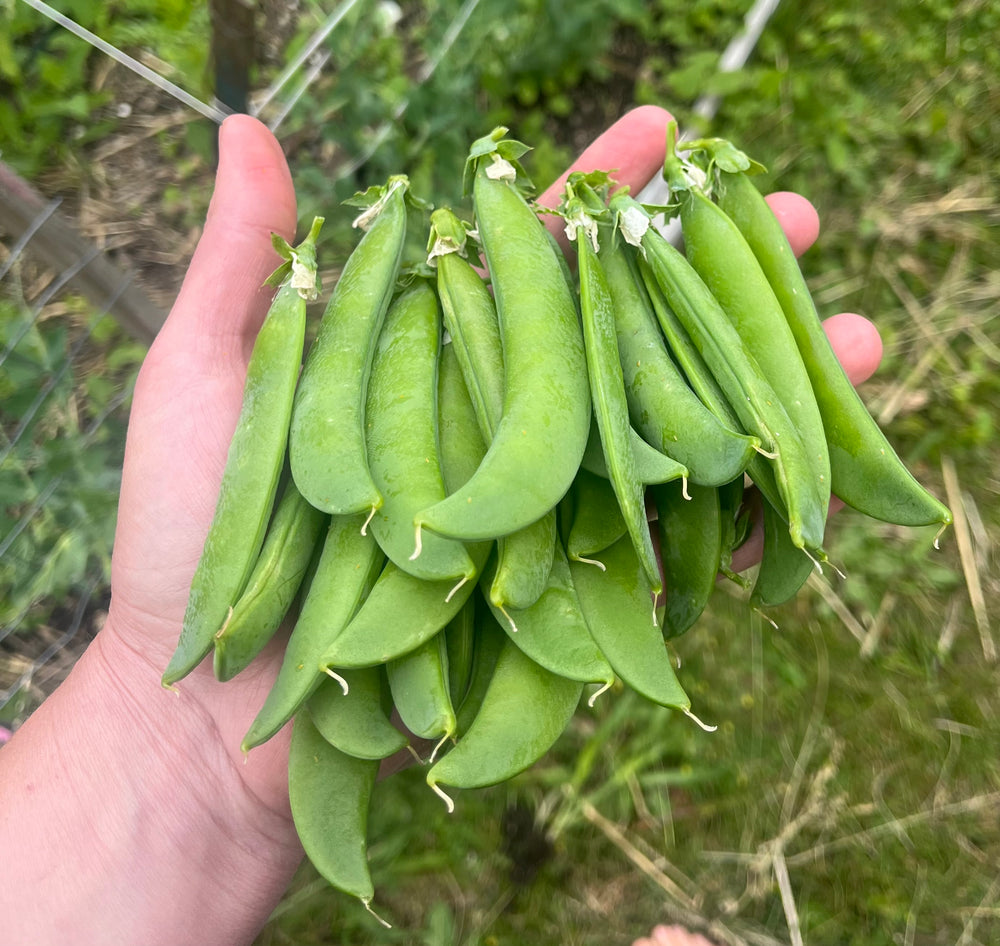 Pea, Oregon Sugar Pod II
