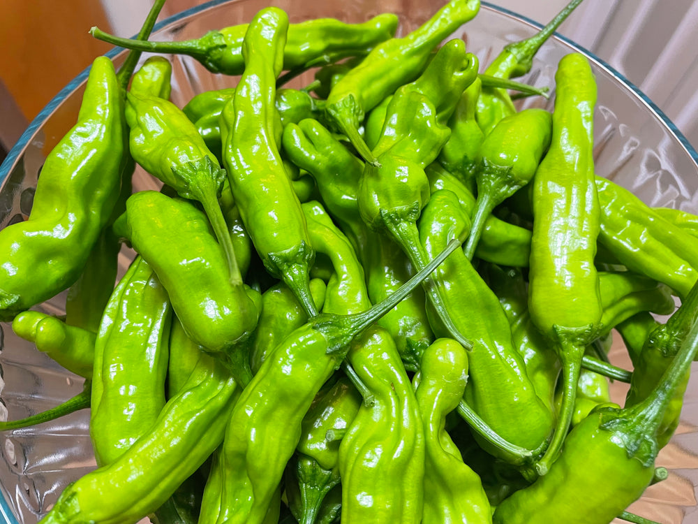 Pepper, Shishito