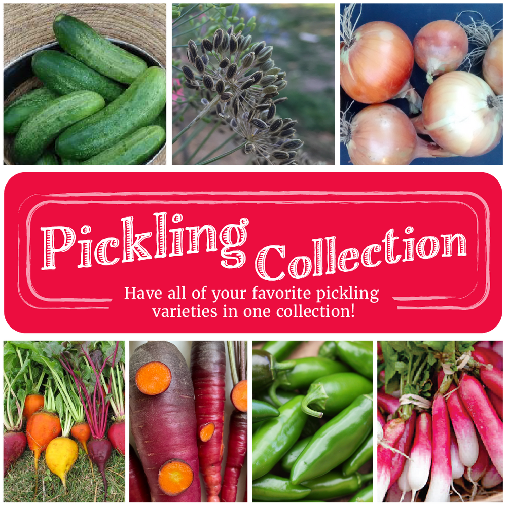 
            
                Load image into Gallery viewer, Pickling Collection
            
        