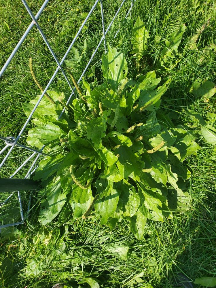 Plantain, Broadleaf