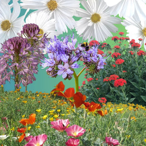 bulk wild flower seed Pollinators' Paradise Bulk Seed Mix – Snake River Seed Cooperative