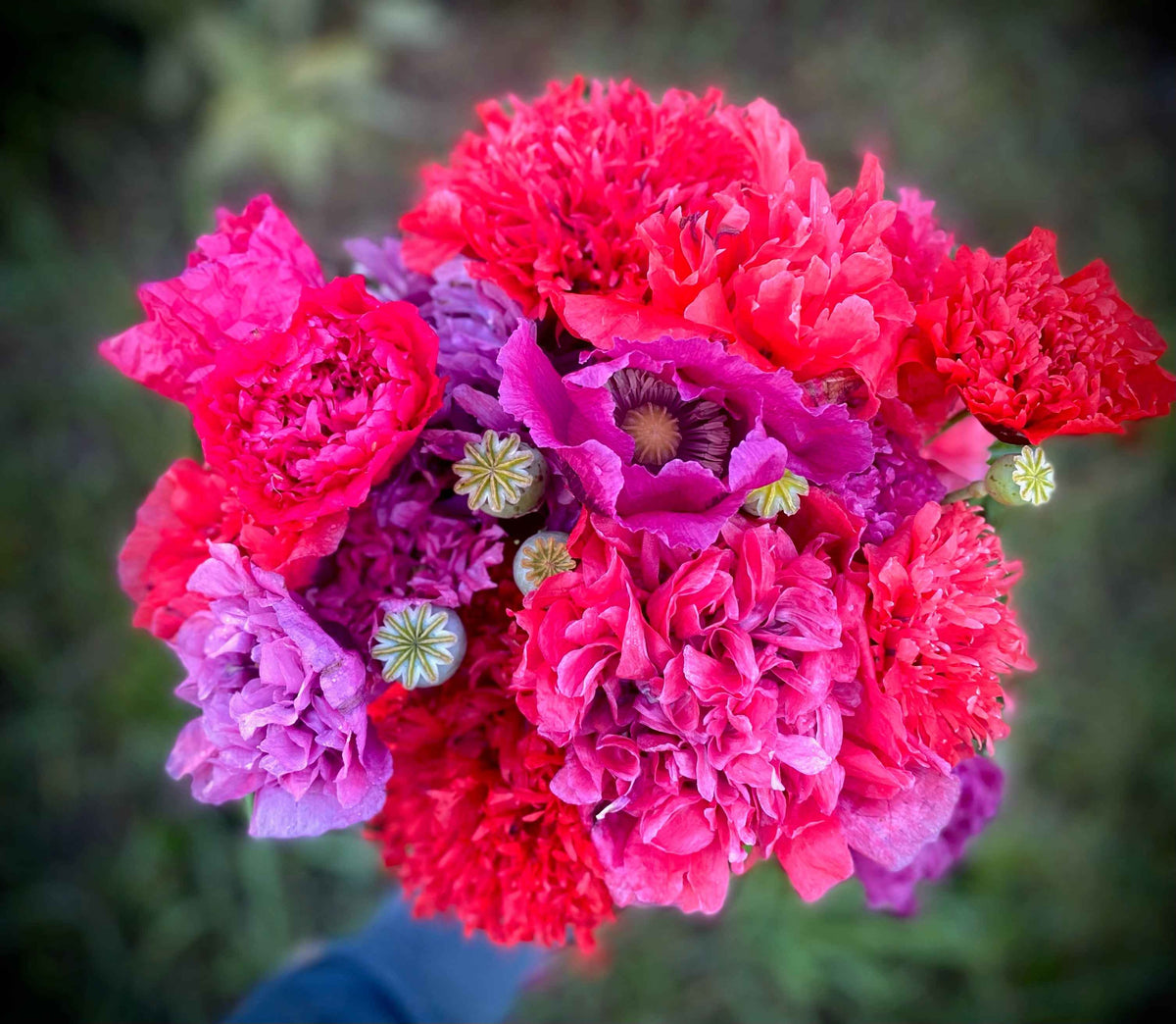 Poppy Rivers Poppy, Salmon River Sunrise Mix – Snake River Seed Cooperative
