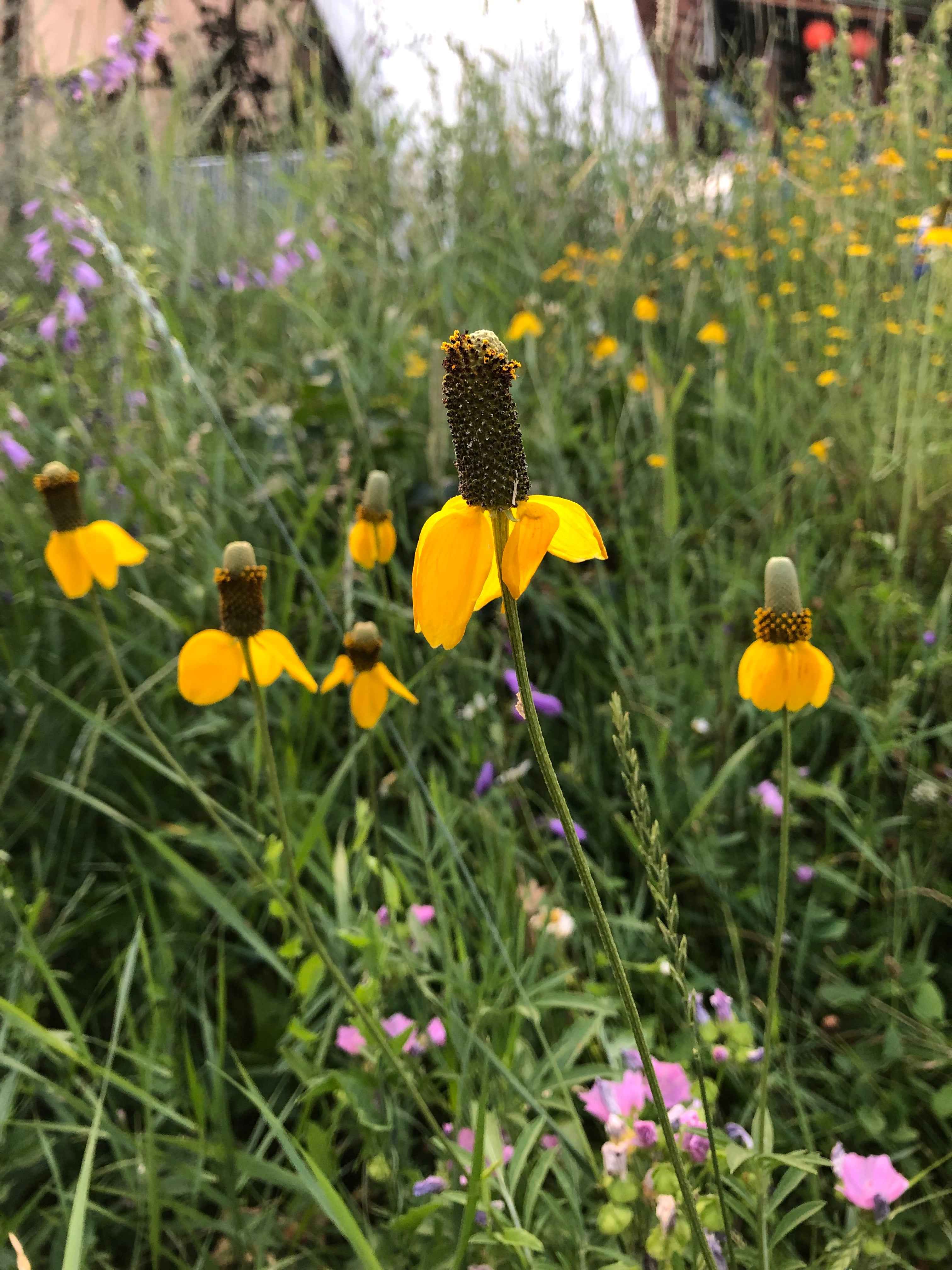 Prairie Coneflower – Snake River Seed Cooperative