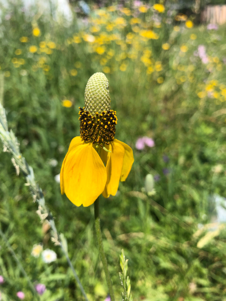 cone flower from seed Prairie Coneflower – Snake River Seed Cooperative