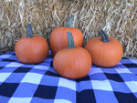 Pumpkin, Sugar Pie