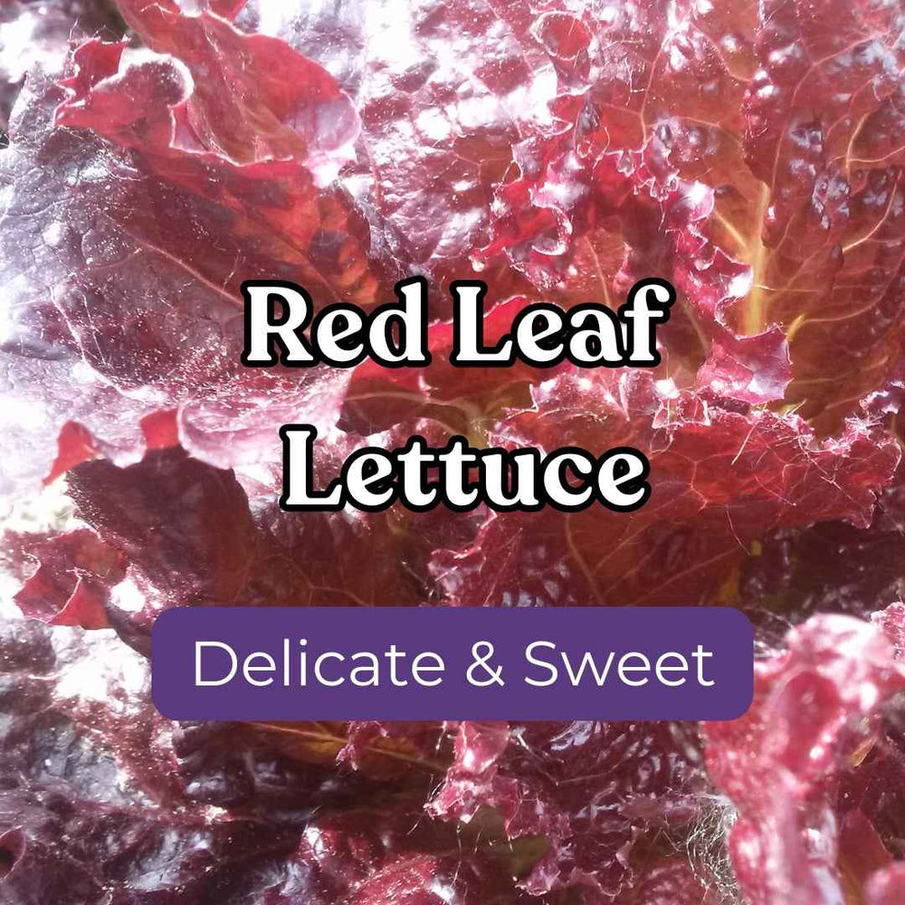 Lettuce – Snake River Seed Cooperative