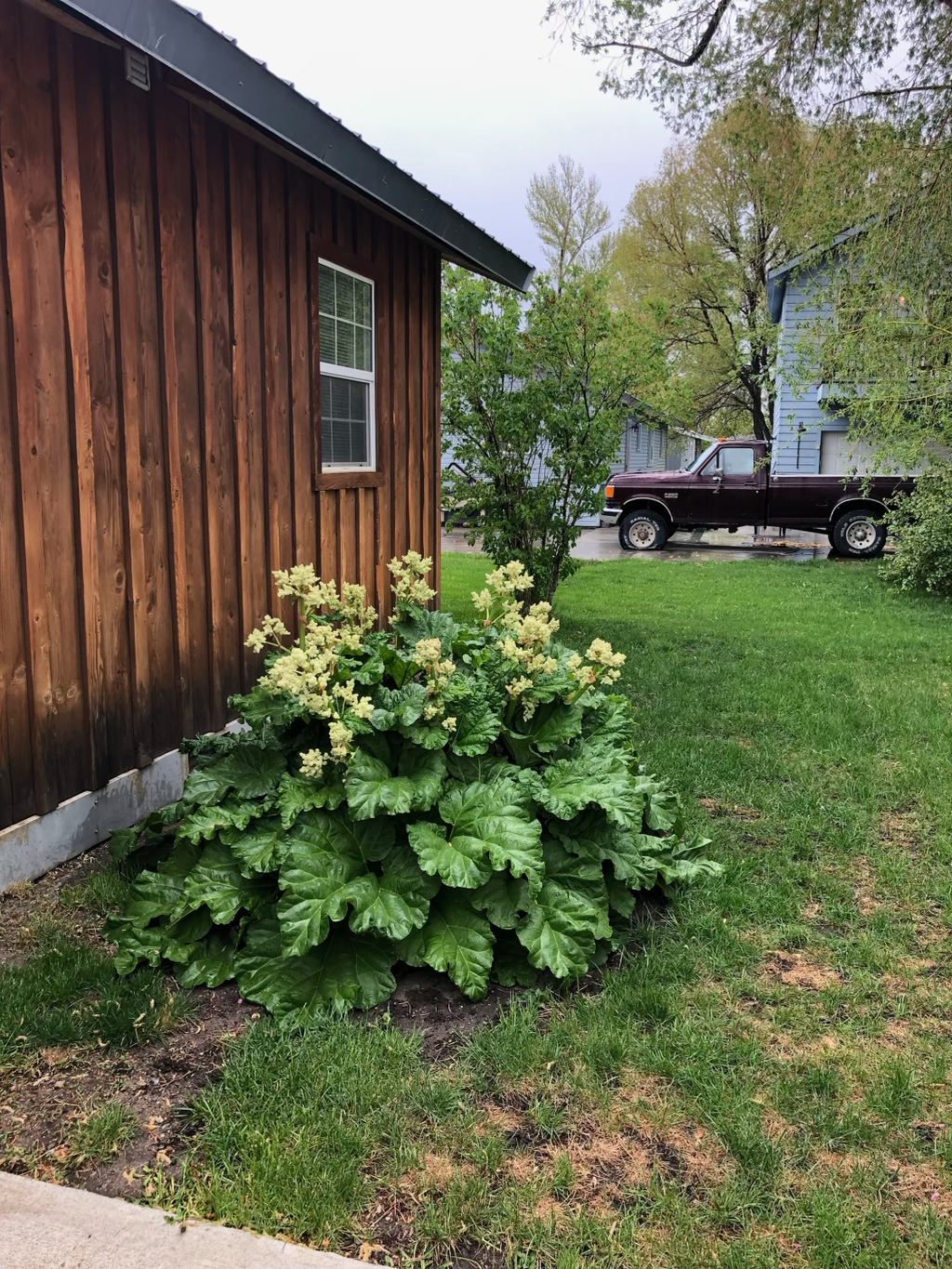 Rhubarb