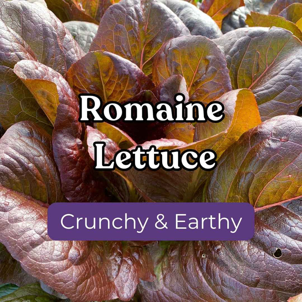 Lettuce – Snake River Seed Cooperative