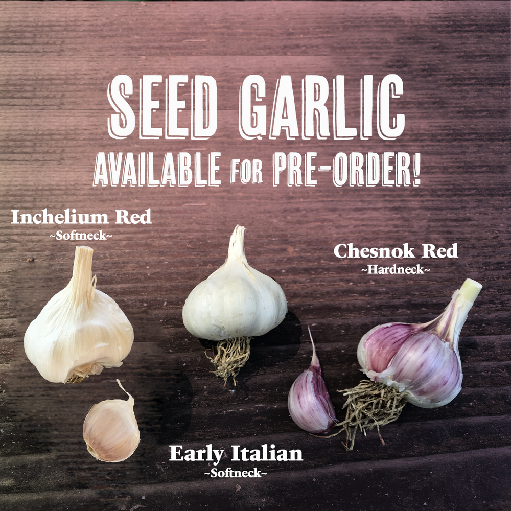 
            
                Load image into Gallery viewer, Seed Garlic Sampler Collection
            
        