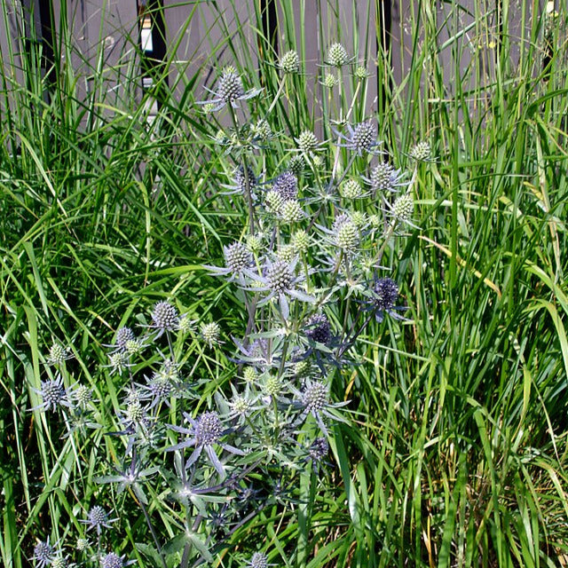 Sea Holly, Blue Glitter