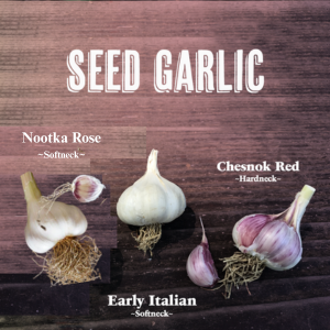 Seed Garlic Sampler