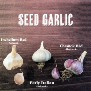 Seed Garlic Sampler