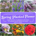 Spring Planted Flower Collection