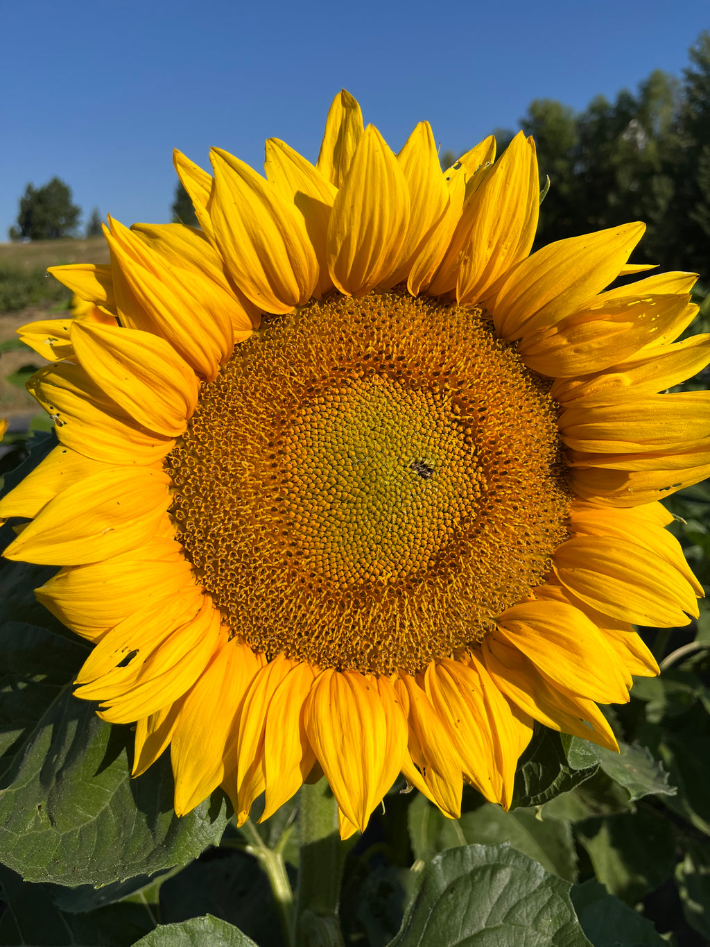 Sunflower, Standfast – Snake River Seed Cooperative