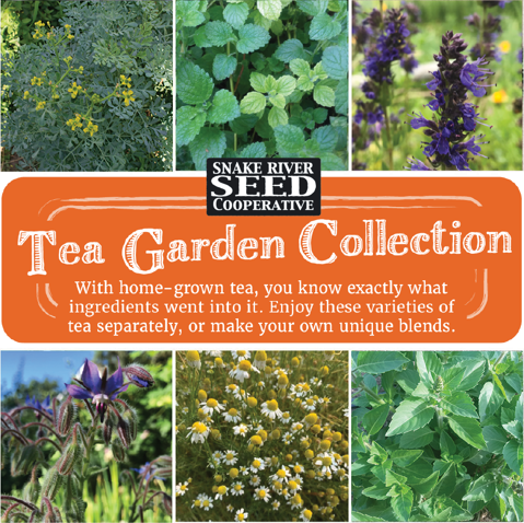 tea seeds for planting Tea Garden Seed Collection – Snake River Seed Cooperative