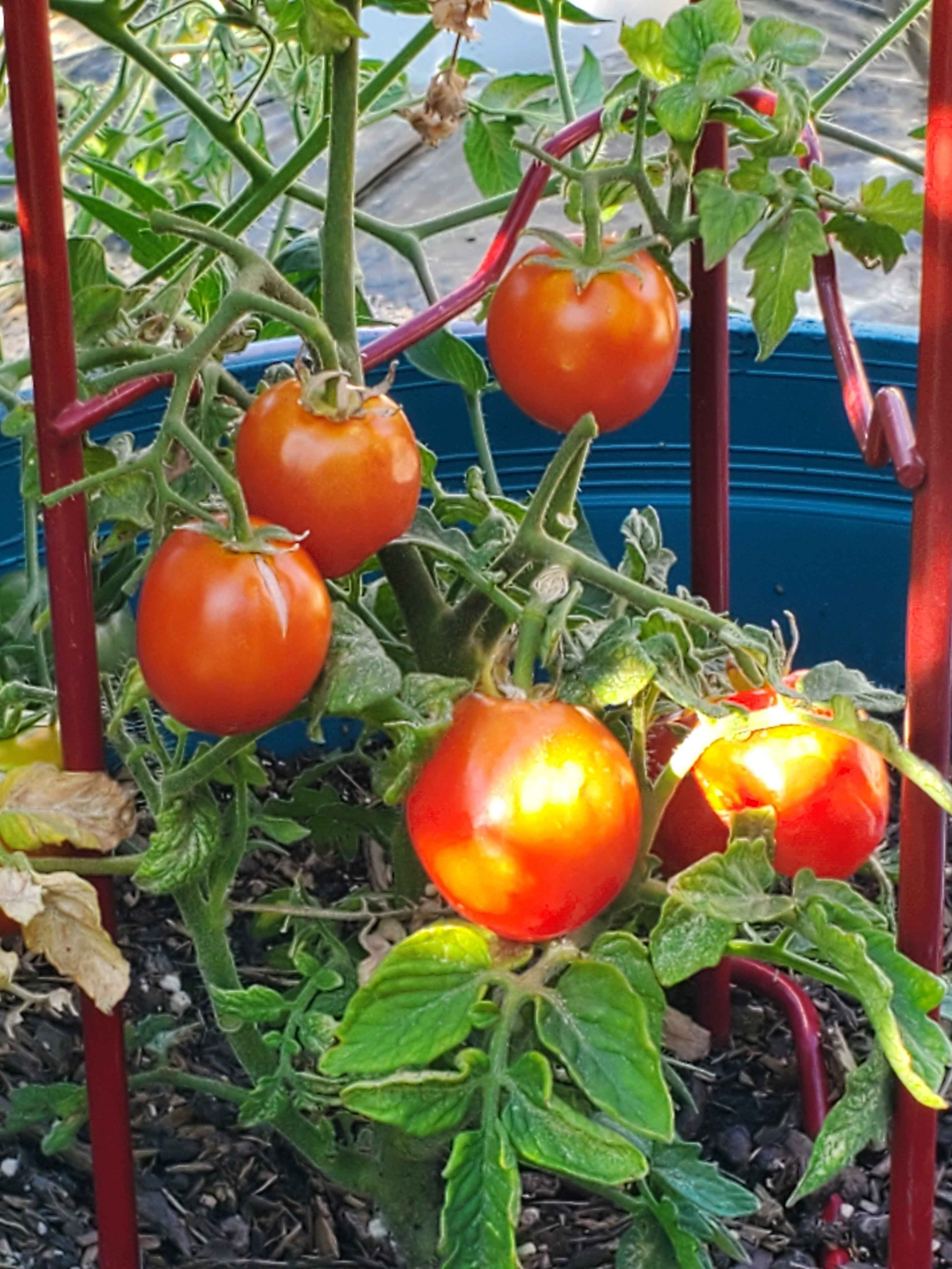 tomato obasan 　no1 Tomato, Shoshone – Snake River Seed Cooperative