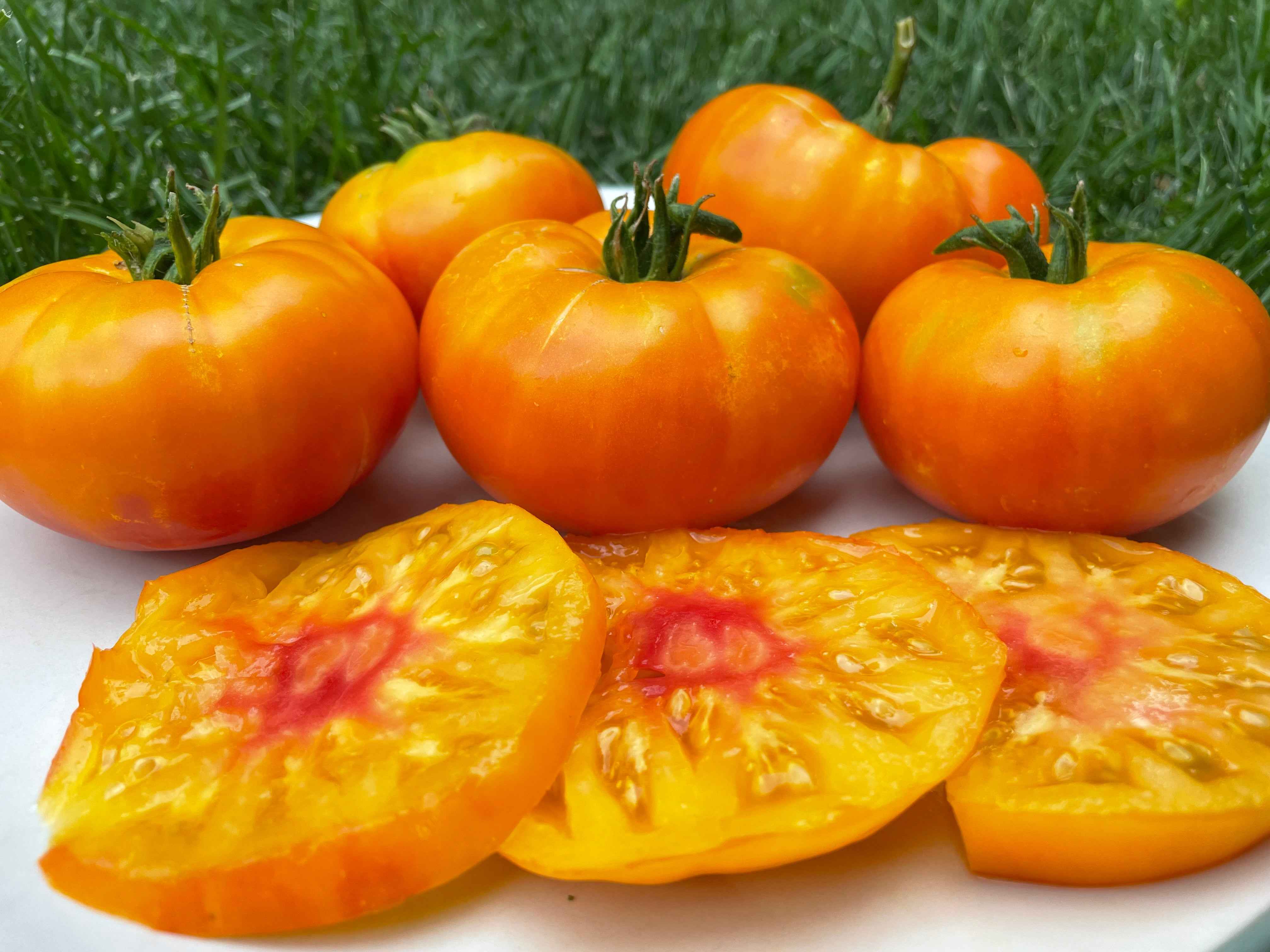 Tomato, Big Hill – Snake River Seed Cooperative
