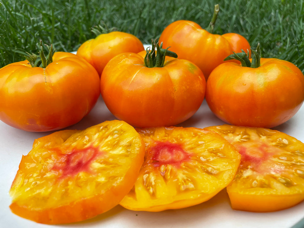 Tomato, Big Hill