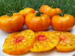 Tomato, Big Hill