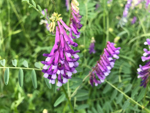 
            
                Load image into Gallery viewer, Vetch, Hairy
            
        