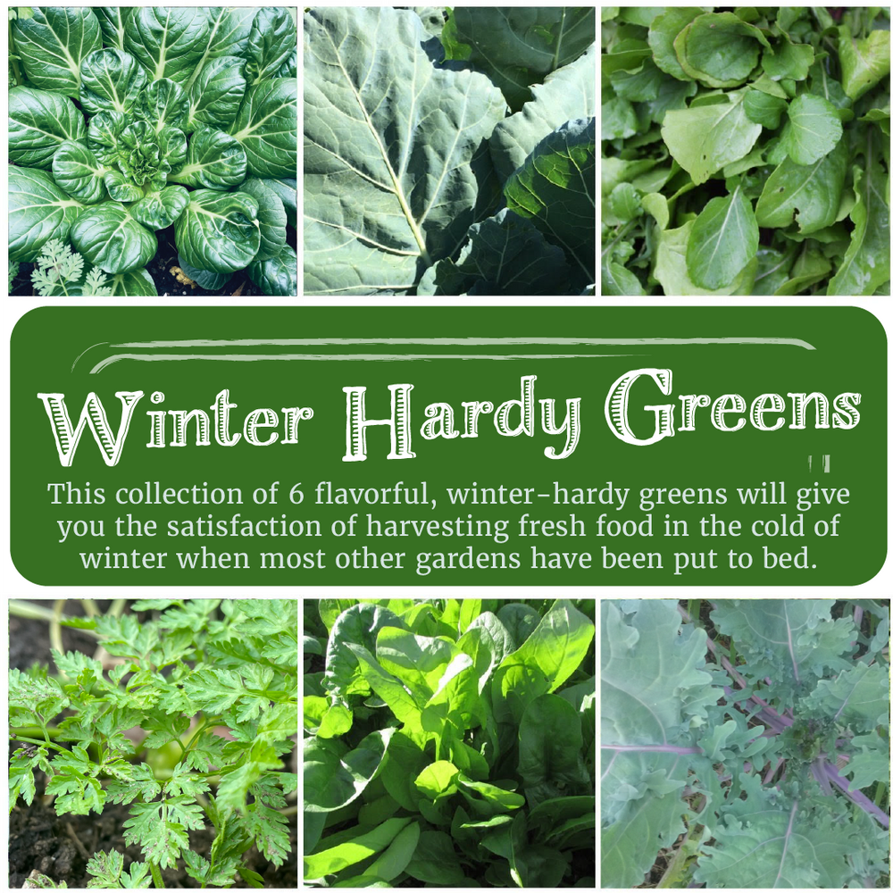 Winter Hardy Greens Seed Collection