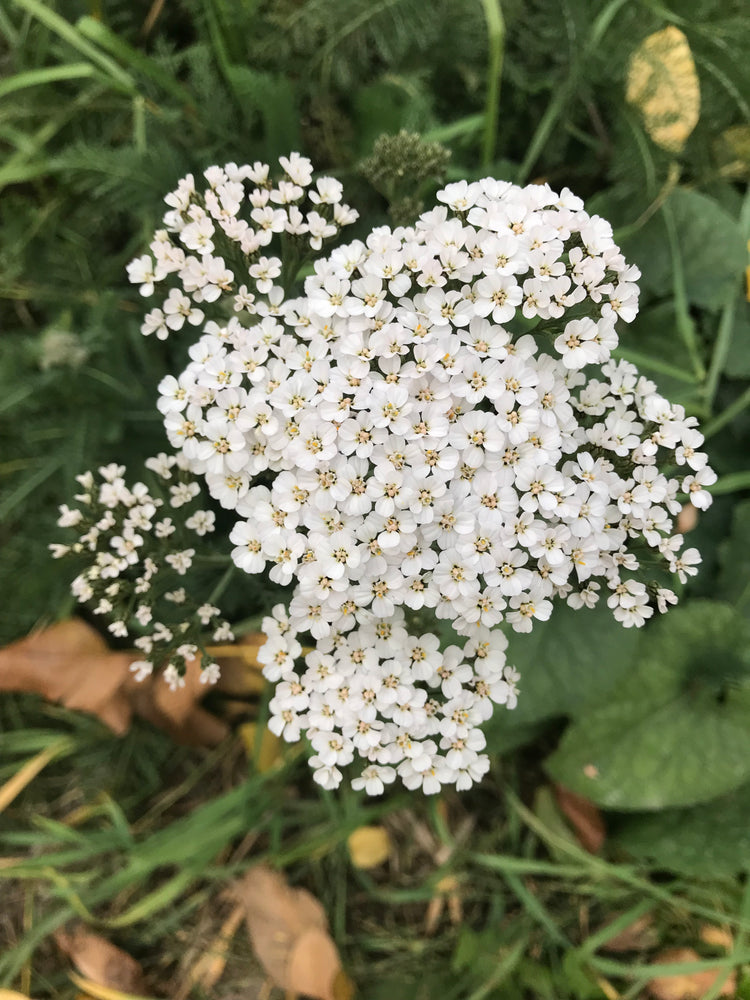 Yarrow