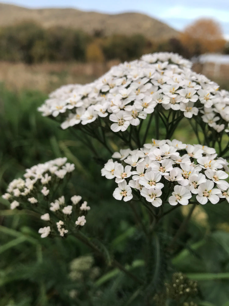 Yarrow