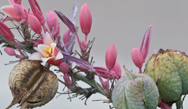 yucca flower seeds Yucca Hummingbird – Snake River Seed Cooperative