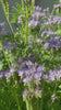 Bee Friend video flowers with pollinators