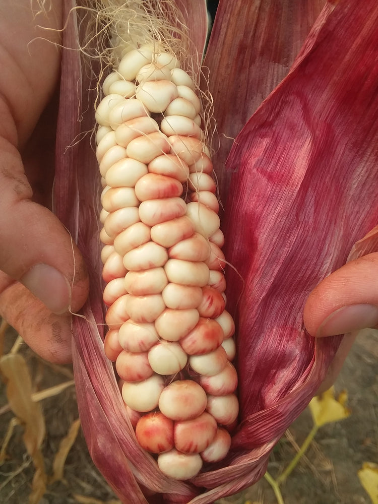 Seed School Registration