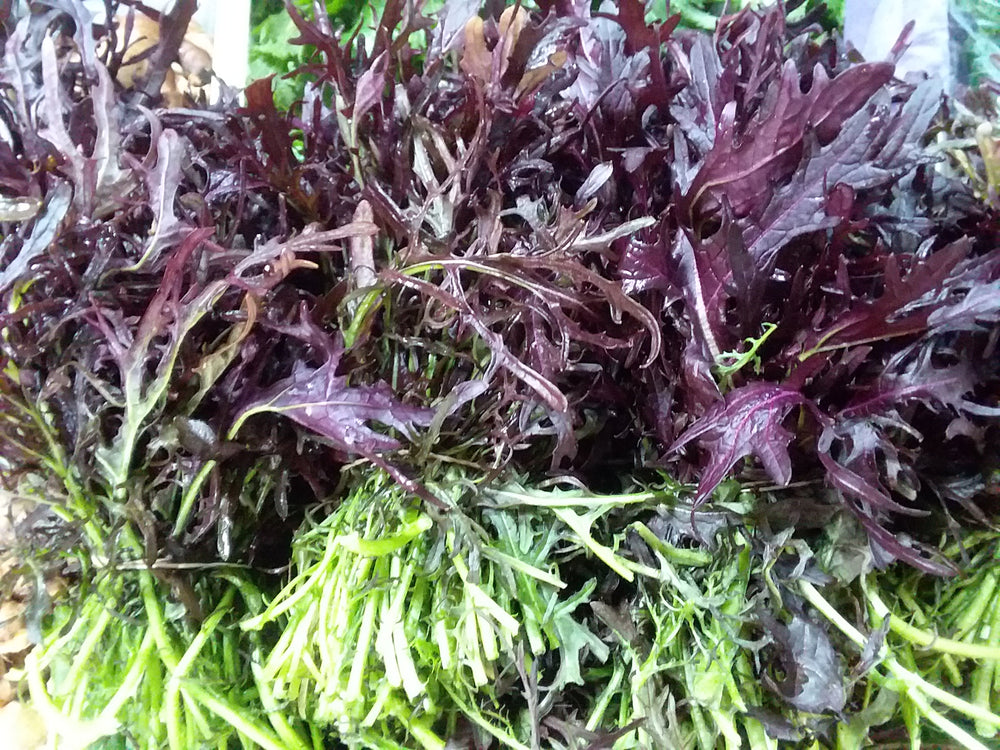 Mustard, Ruby Streaks – Snake River Seed Cooperative
