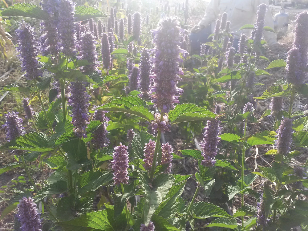
            
                Load image into Gallery viewer, Anise Hyssop
            
        