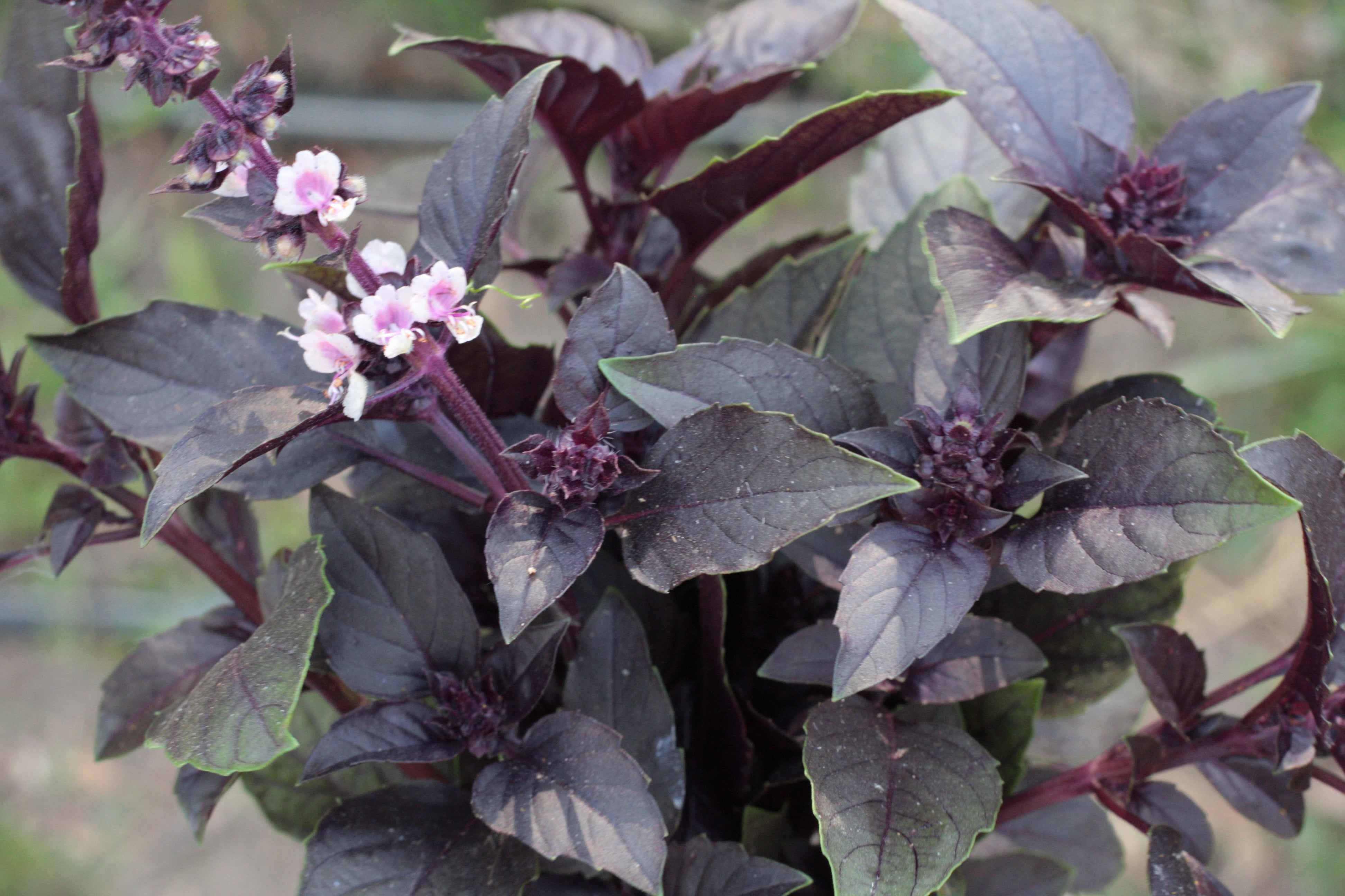 Basil, Red Rubin – Snake River Seed Cooperative