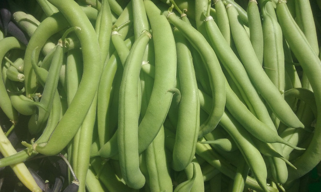 Beansページ　qm Bean-Provider_1024x.jpg?v=
