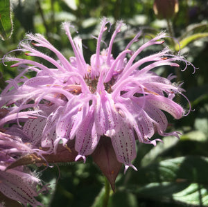 Bee Balm, Bradbury's Monarda