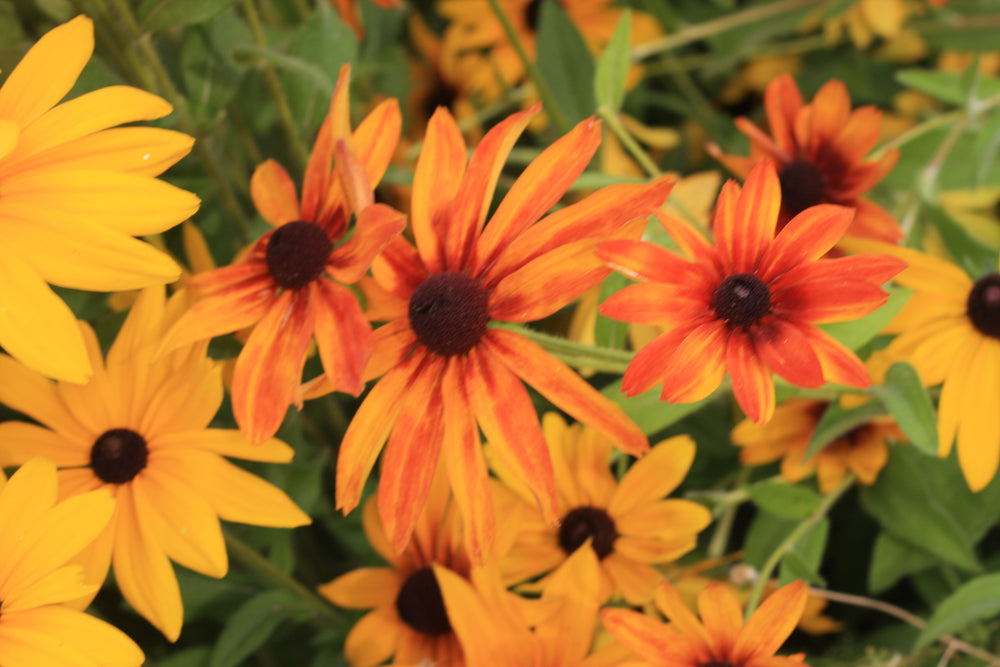 
            
                Load image into Gallery viewer, Black Eyed Susan
            
        