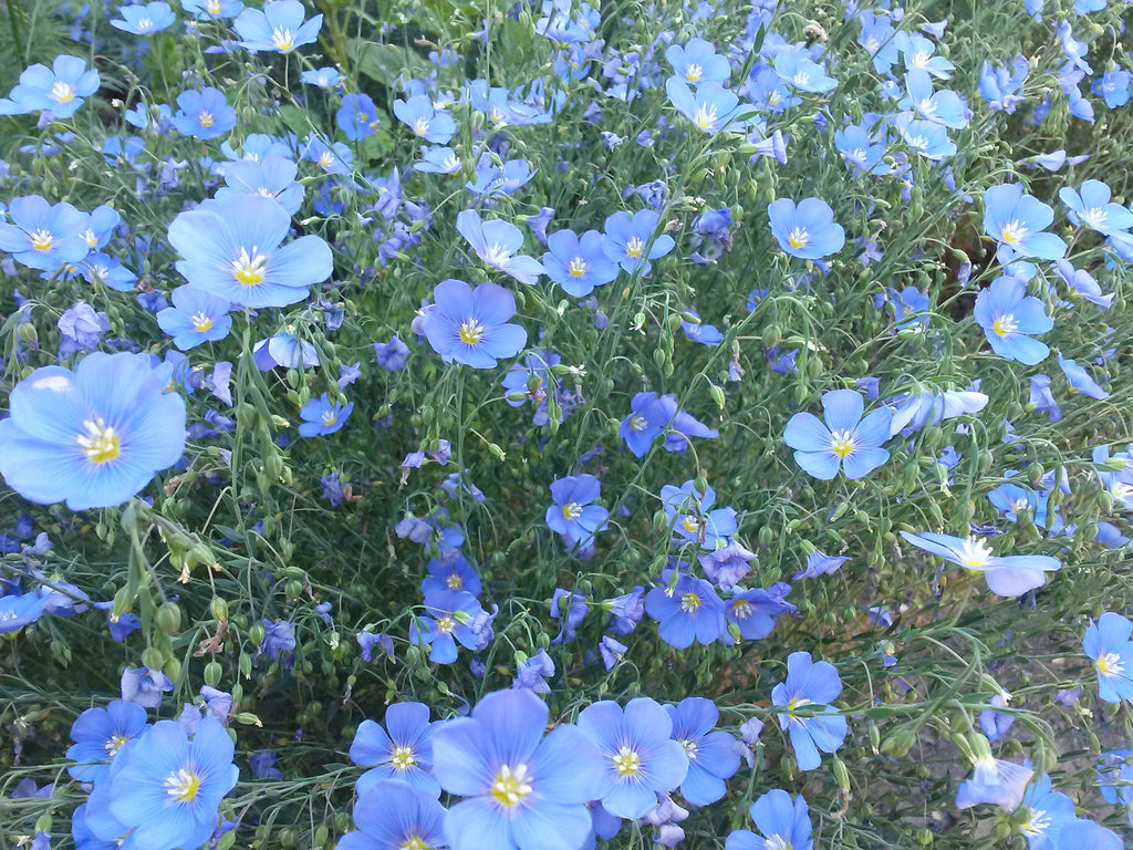 A6リフィル BLUE Flower weekly saving 1750円 貯金リフィル A6 Saving challenge デザイン⑥ 100 Saving