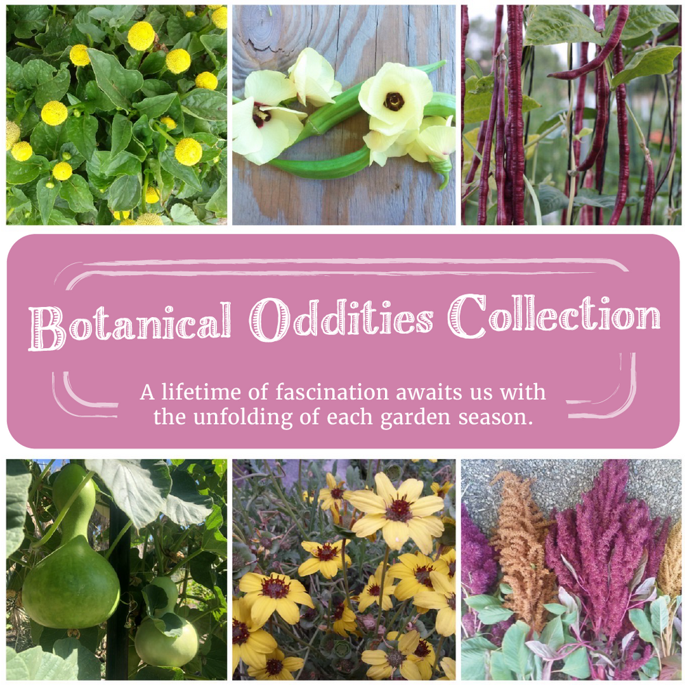 Botanical Oddities Seed Collection