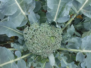 
            
                Load image into Gallery viewer, Broccoli, Di Cicco
            
        