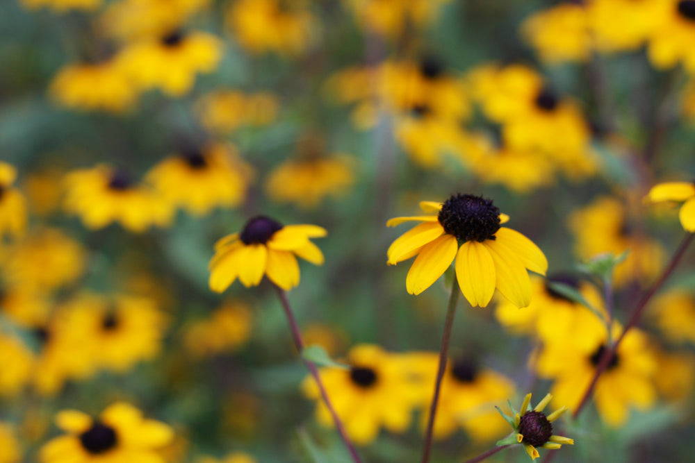 Brown Eyed Susan