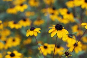 
            
                Load image into Gallery viewer, Brown Eyed Susan
            
        