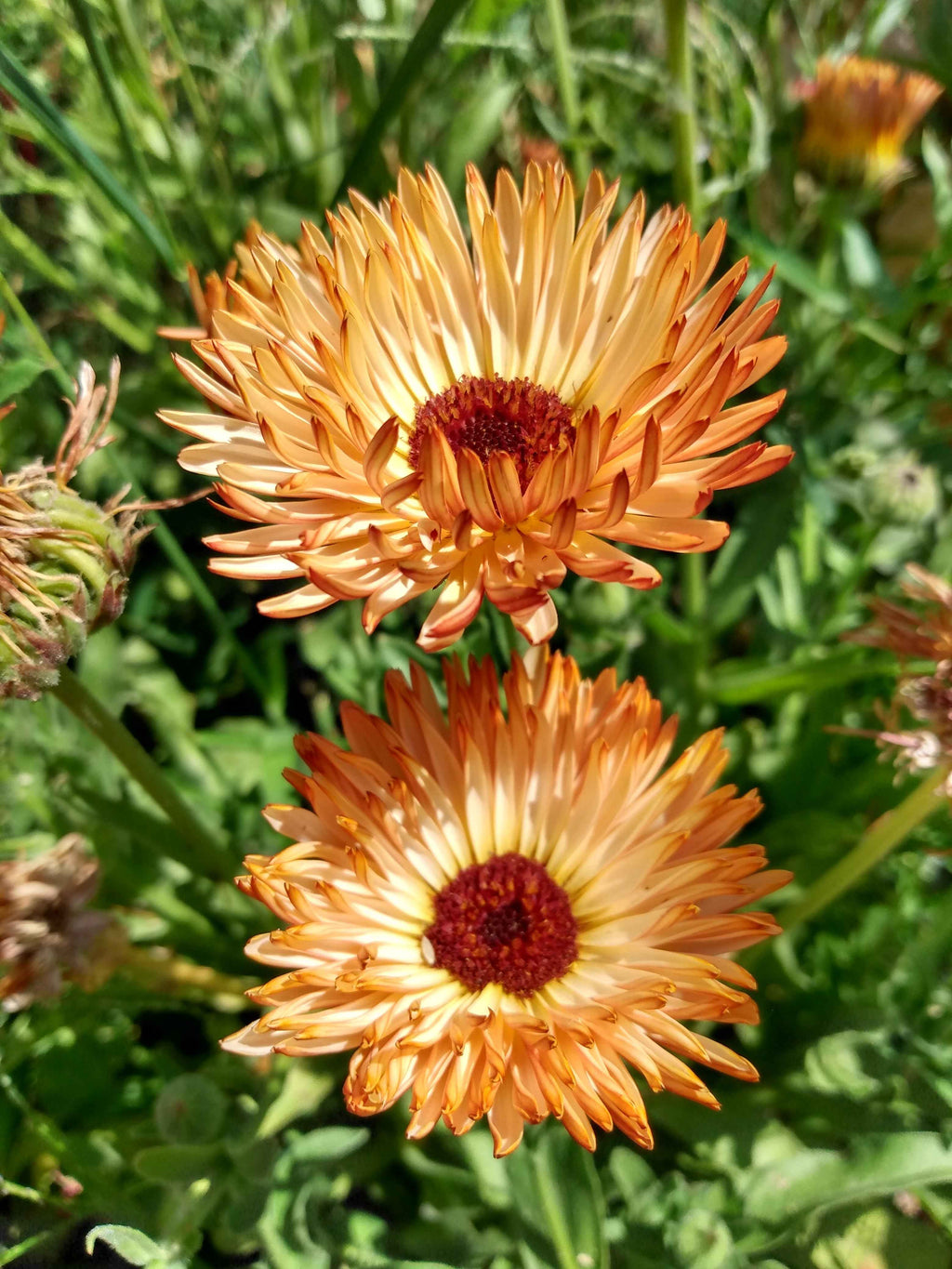 Calendula officinalis: a cosa serve, proprietà, benefici Calendula officinalis: a cosa serve, proprietà, benefici
