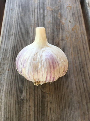 Garlic, Carpathian Hardneck