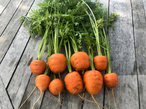 Carrot, Tonda di Parigi