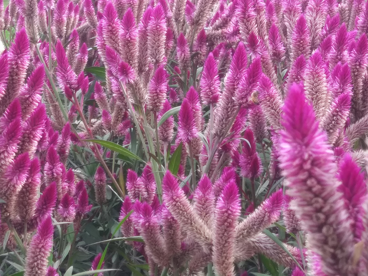 Celosia Argentea Spicata