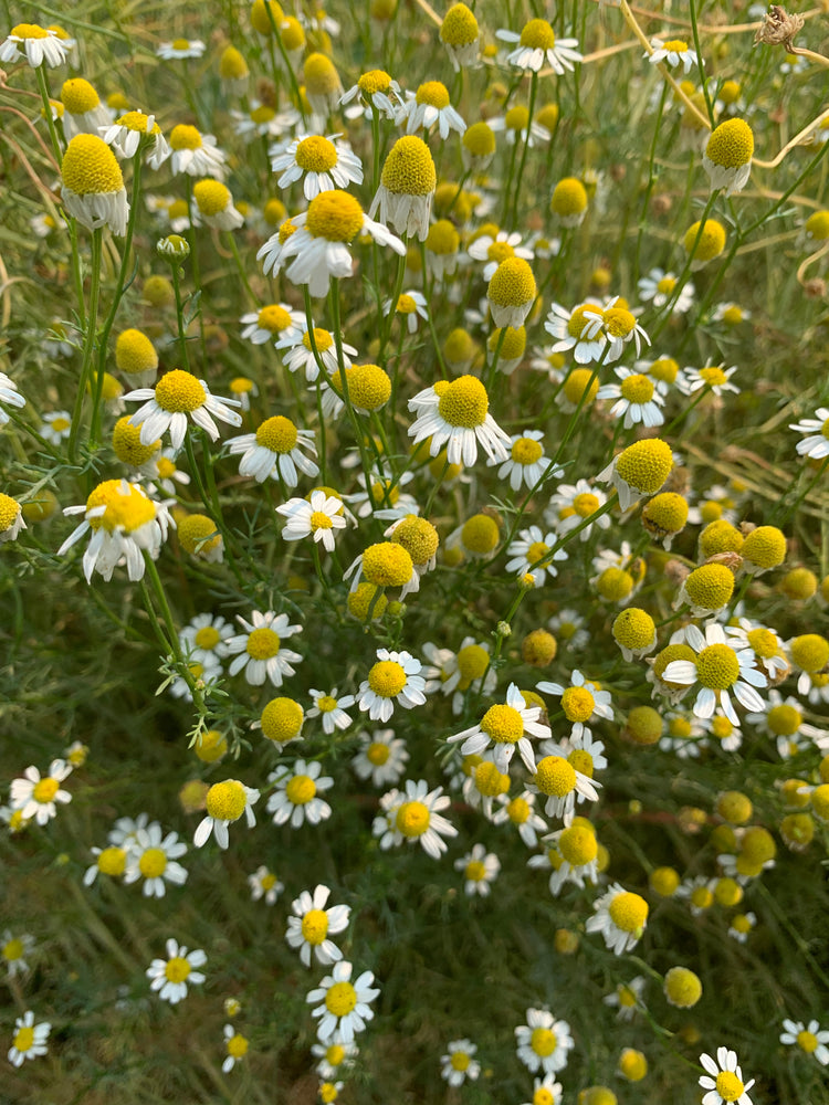 
            
                Load image into Gallery viewer, Lull yourself into dreamland with this mellow medicinal.   This classic German variety of chamomile is perfect for making your own fresh tea. 
            
        