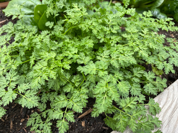 Chervil 1/2 oz